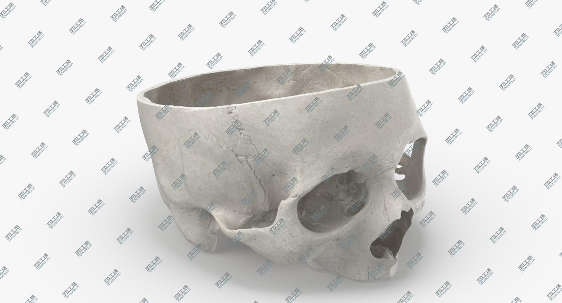 images/goods_img/202104092/Real Human Skull Cranial 02 Cut White model/2.jpg